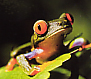 frog 1