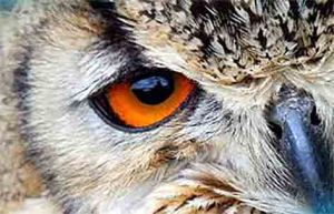 owl eye web