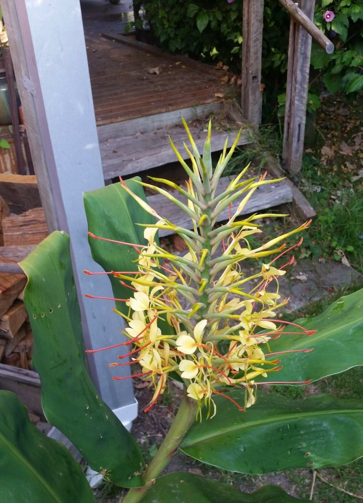 Ornamental Ginger Ornamental Ginger